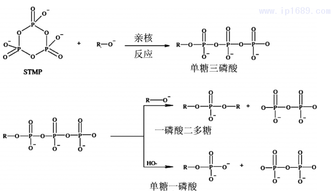 圖 2 淀粉和黃原膠與三甲基磷酸鈉( STMP) 的交聯反應示意圖［10］2